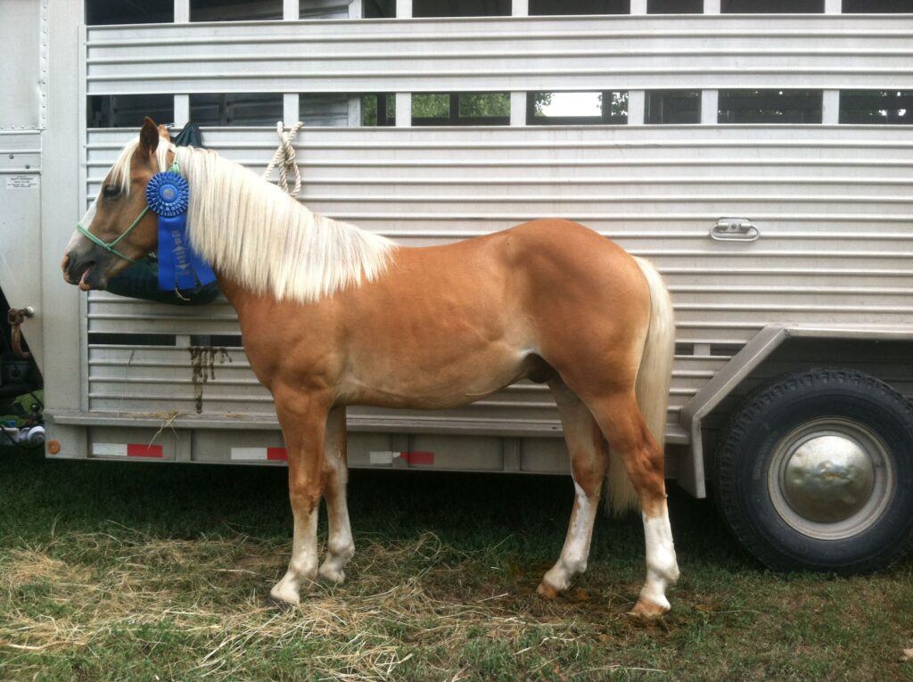 golden weanling pony with blond mane and tail with blue ribbon on his green rope halter