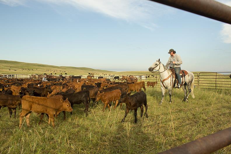 man on horse roping calves