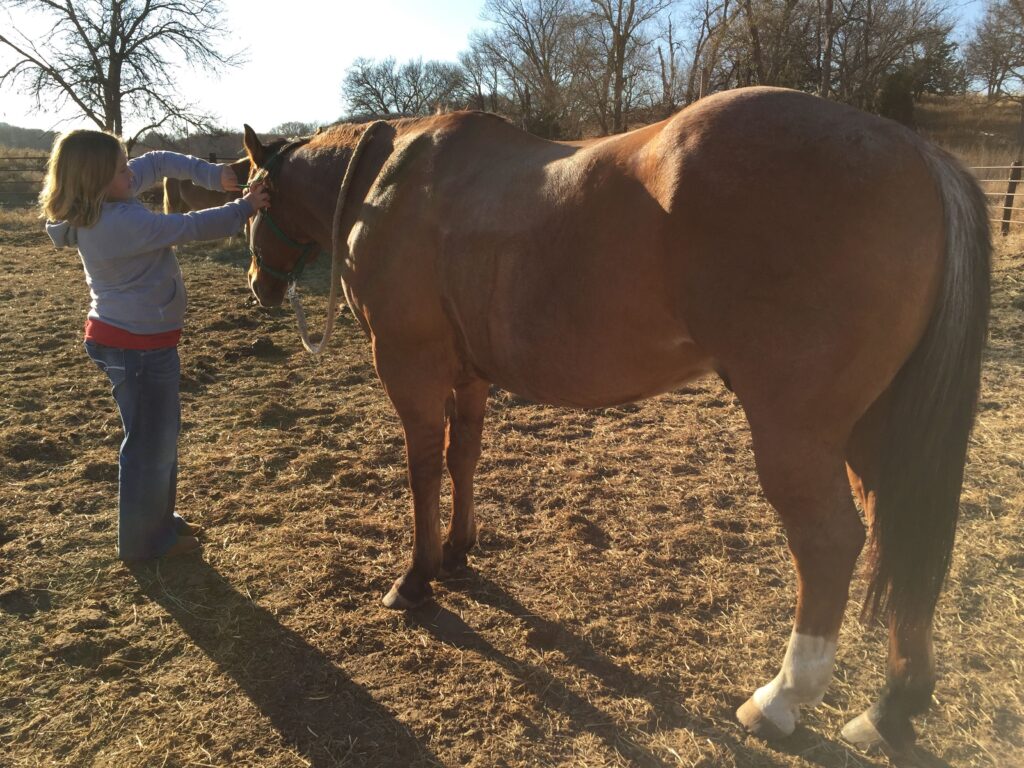 Young girl removing a halter from a horse