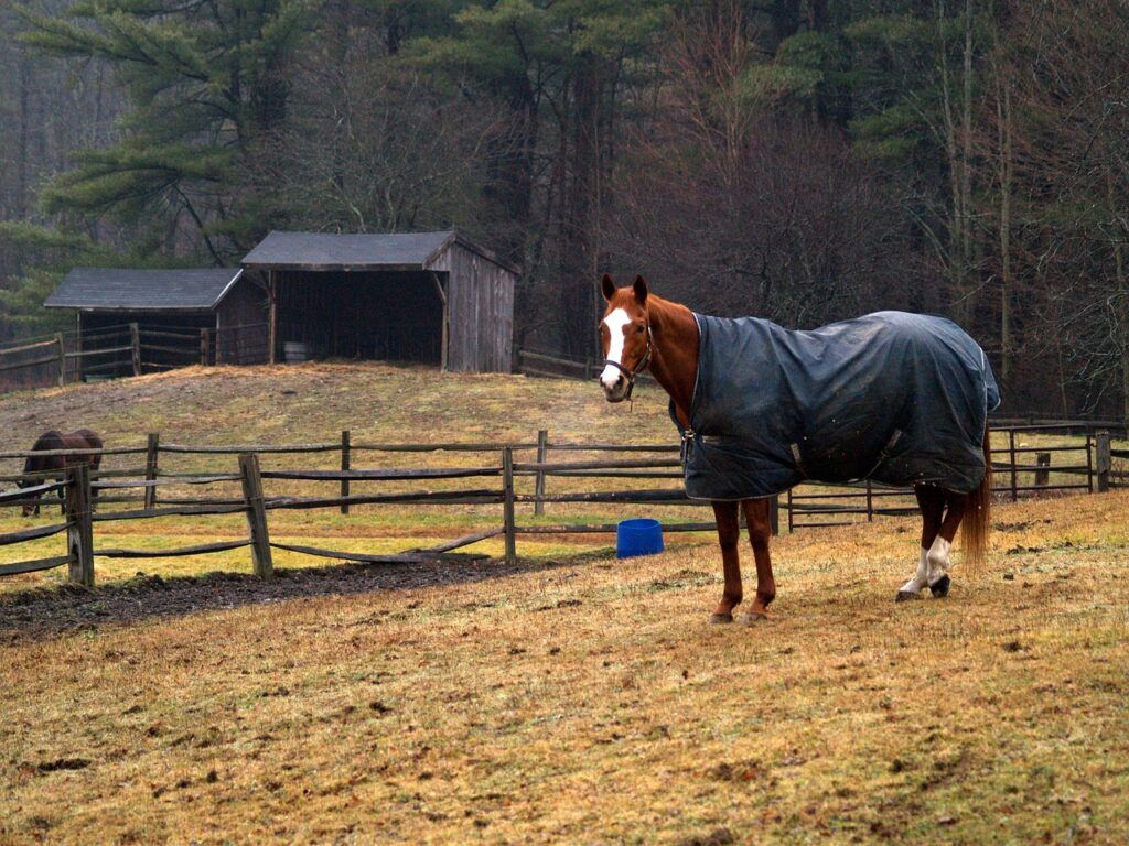 horse wearing blanket standing in a paddock