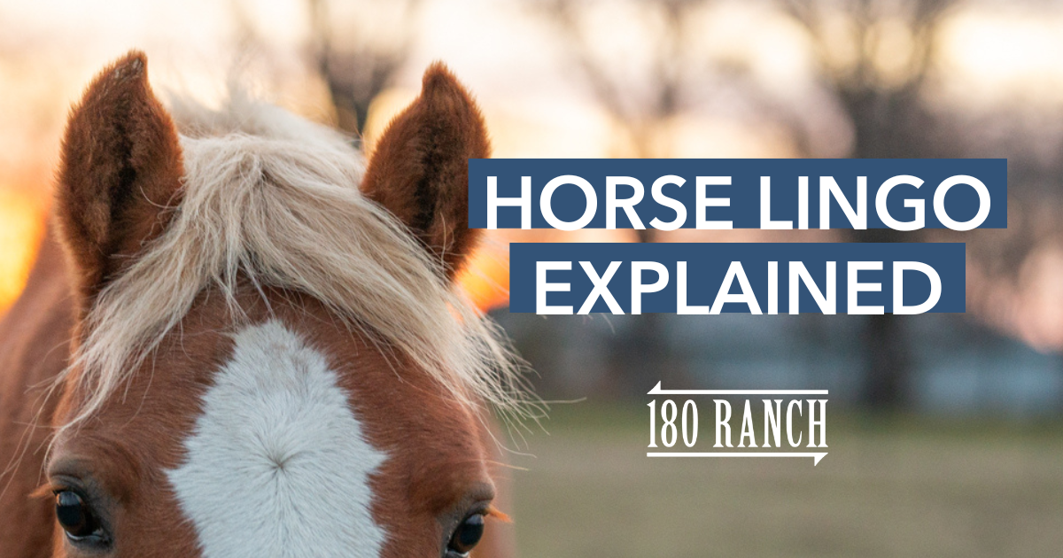 Horse lingo explained: A beginner’s guide