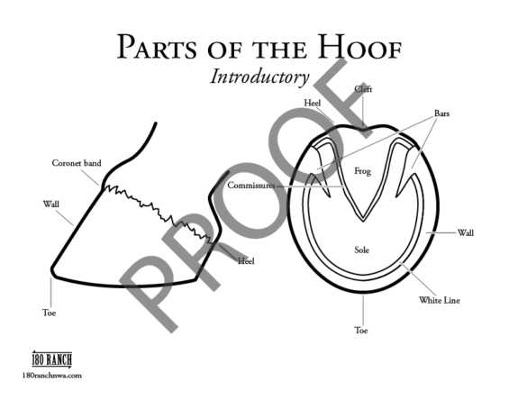 Parts Of The Hoof Introductory Worksheet 180 Ranch NWA parts-of-the-hoof-introductory-worksheet-180-ranch-nwa