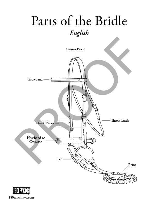 proof of a worksheet to study parts of the bridle